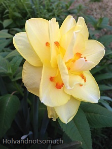 Yellow Daffodil Tiny15