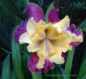 Purple Iris Tiny-15